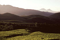 Tea plantations in the hills near Munnar (Tetley tea), High range Western Ghats, Kaerala, India