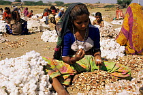 Women separating cotton in field, Gujarat, India