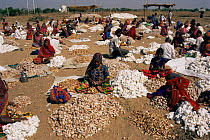 Women separating cotton in field, Gujarat, India