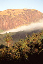 Anai-Mudi peak, clouds and shola forest, Eravikulum NP, Western Ghats, Kerala, India.  The endangered Nilgiri tahr live in this national park.