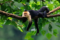 White faced capuchin monkey {Cebus capuchinus} in tree, Costa Rica.