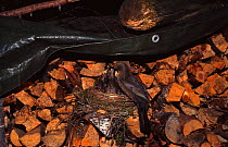 Blackbird at nest with chicks in log pile {Turdus merula} Savitaipale, Finland