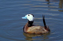 White headed duck male display {Oxyura leucocephala} vulnerable