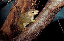 Pygmy (lesser) tree shrew female {Tupaia minor} from Borneo, Sumatra, Malayasia