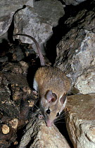 Arabian spiny mouse {Acomys cahirinus} from SW Asia