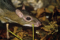 Java chevrotain / mouse deer {Tragulus javanicus} male scentmarking vegetation, captive, from Java