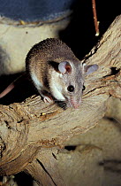 Turkish spiny mouse {Acomys cilicicus} Turkey, critically endangered