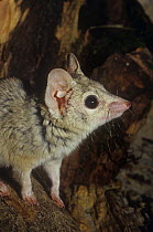 Kowari {Dasyuroides byrnei} captive, from Queensland, Australia, vulnerable species
