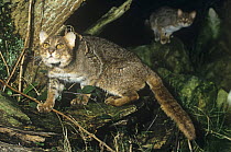 Rusty spotted cat {Felis rubiginosus phillipsi} male hunting at night, captive, from Sri Lanka, vulnerable species