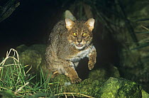Rusty spotted cat {Felis rubiginosus phillipsi} male hunting at night, captive, from Sri Lanka, vulnerable species