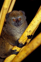 Lac Alaotra bamboo lemur juvenile {Hapalemur griseus alaotrensis} Madagascar Lack