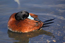 Argentine Ruddy (or Blue-billed) duck male preening {Oxyura vittata} from southern South America