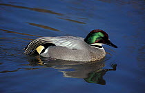 Falcated teal male {Anas falcata} from E Russia to Japan