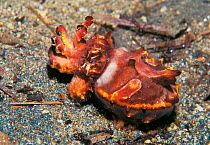 Pfeffers flamboyant cuttlefish crawling over seabed {Metasepia pfefferi} Papua New Guinea