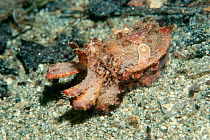 Pfeffers flamboyant cuttlefish camouflaged {Metasepia pfefferi} Papua New Guinea