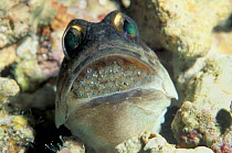 Gold specs jawfish male incubating eggs in mouth, unable to feed {Opistognathus sp} Sangalakki, Indonesia