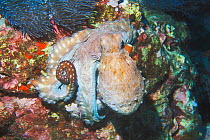 Common reef / Day octopus {Octopus cyaneus} at rest on coral reef Sipadan, Malaysia