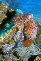Common reef / Day octopus hunting for crustaceans and fish using the arm tips to flush out prey into waiting suckers {Octopus cyaneus} Andaman Sea, Thailand