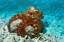 Common reef / Day octopus hunting for crustaceans and fish, enclosing coral head with arms and webs, using the arm tips to flush out prey into waiting suckers {Octopus cyaneus} Andaman Sea, Thailand