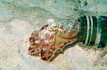 Veined octopus emerging from bottle where it has its home {Octopus marginatus} Mabul, Malaysia