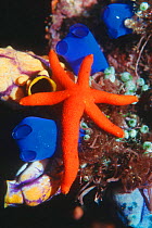 Orange starfish with with body regenerated from arm {Echinaster luzonicus} + sea squirts. Moluccas, Indonesia