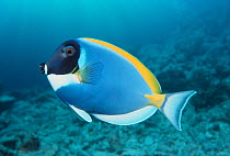 Powder blue surgeonfish {Acanthurus leucosternon} Andaman sea, Indian Ocean