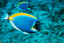 Powder blue surgeonfish {Acanthurus leucosternon} Andaman sea, Indian Ocean