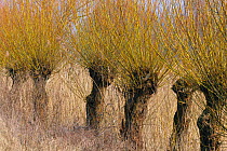 Pollarded willow trees {Salix sp} Brasschaat, Belgium