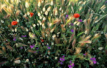 Common poppies, Bugloss + Grass growing at edge of barley field Crete {Papaver rhoeas} {Echium