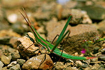 Grasspopper {Acrida sp} Crete, Greece
