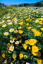 Crown daisies {Glebionis coronarium} Crete, Greece