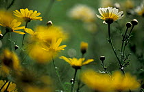 Crown daisies, soft focus {Glebionis coronarium} Crete, Greece