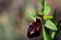 Early spider orchid {Ophrys sphegodes} Crete, Greece