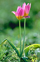 Lilac wonder tulip {Tulipa bakeri} endemic in western Crete, Greece