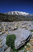 Psiloritis mountain range with {Euphorbia sp} in foreground Crete, Greece