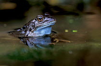 Common frog {Rana temporaria} Brasschaat, Belgium