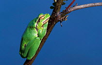 Common tree frog {Hyla arborea} Agia, Crete, Greece