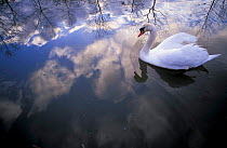 Mute swan {Cygnus olor} with clouds reflected in water Brasschaat, Belgium