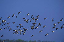 Flock of Brent geese flying {Branta bernicla} Zeeland, Netherlands