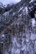 Hillside with Yunnan pines {Pinus yunnanensis} and bamboo in snow, Lijiang, Yunnan, China