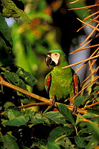 Chestnut fronted macaw {Ara severa} Amazon, Peru