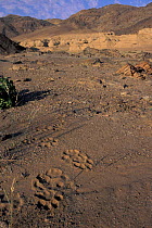 Lion tracks in sand Clay castles, Skeleton coast, Namibia