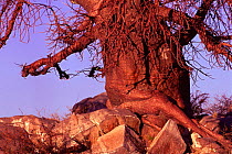 Roots and trunk of Baobab tree {Adansonia digitata} Sua salt pan, Makgadikgadi, Botswana