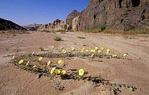 Devil's thorn in flower {Tribulus terrestris} Clay castles, Skeleton coast, Namibia
