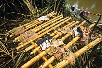 Fish drying on rack covered in sweat bees getting moisture, Amazonia, Peru