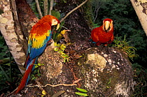 Scarlet macaws {Ara macao macao} Madre de Dios, Amazonia, Peru