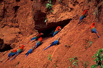 Macaws on clay lick {Ara macao, chloroptera + ararauna} Urubamba river, Amazonia, Peru Timpia