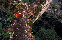 Scarlet macaw {Ara macao macao} Madre de Dios, Amazonia, Peru