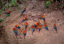 Scarlet + Green winged macaws on clay lick {Ara macao} + {A chloroptera} Amazonia, Peru