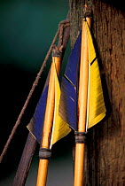 Machiguenga indian fishing arrows with Macaw feathers, Urubamba river, Amazonia, Peru